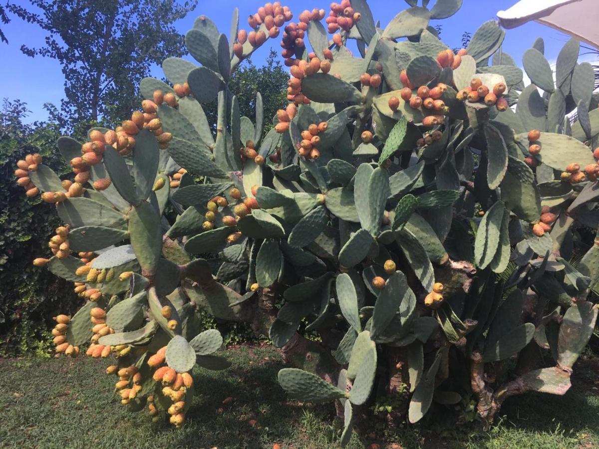 Il Giardino Degli Agrumi Caserta Exteriér fotografie