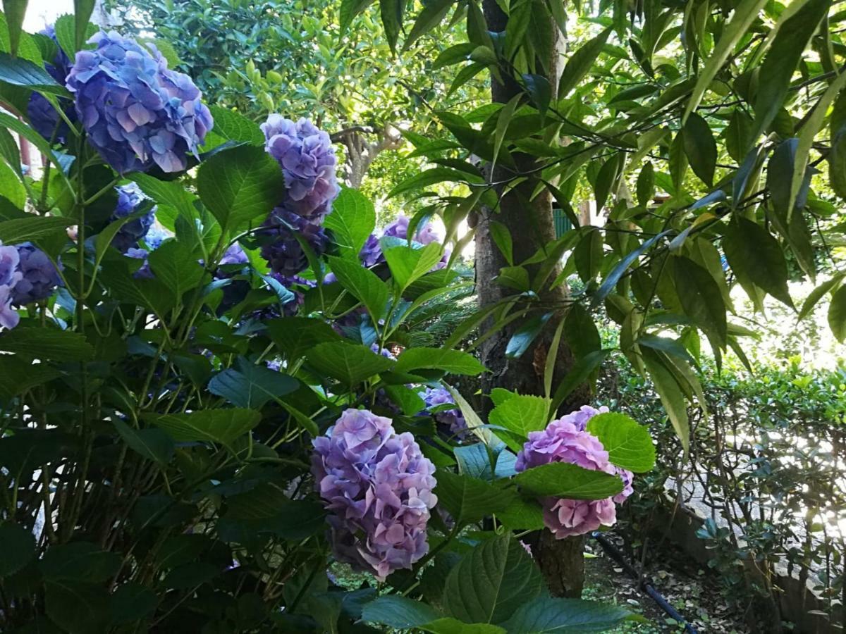 Il Giardino Degli Agrumi Caserta Exteriér fotografie